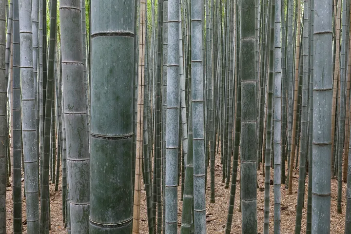 Bamboo Forest, Arashiyama, Kyoto, Japan