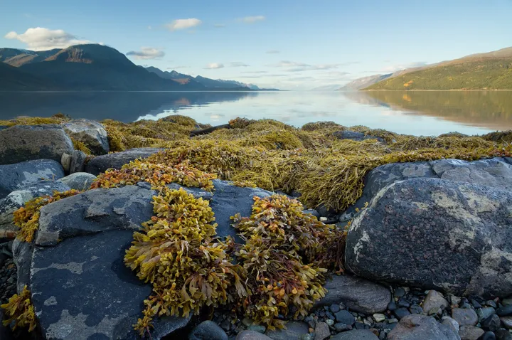 Fucus vesiculosus at Lyngen fjord, Troms, Norway, 2015 September