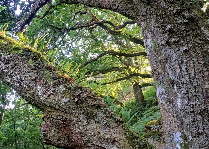 Taynish atlantic oakwood, temperate rainforest, argyll, scotland 3
