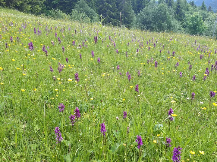 Orchids on Alpine meadows