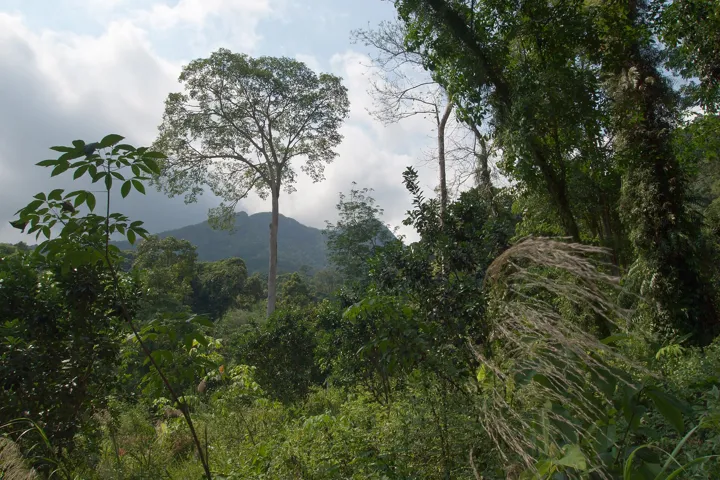 Tropical rainforest 2, Koh Chang, Thailand