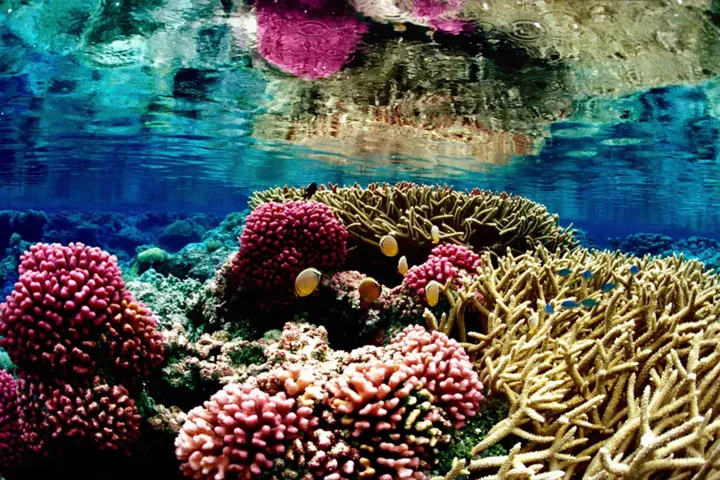 Colorful underwater landscape of a coral reef