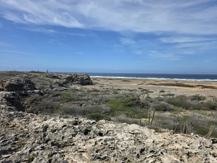Aruba rocky coast and cacti