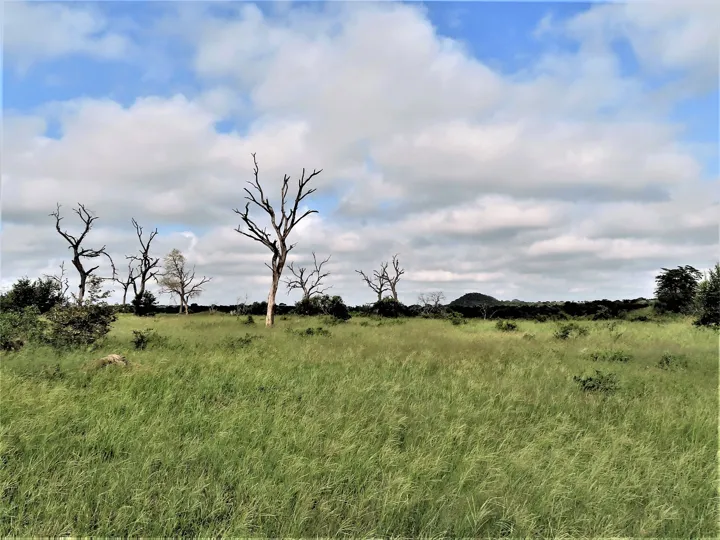 Savanna landscape at Sabi Sand