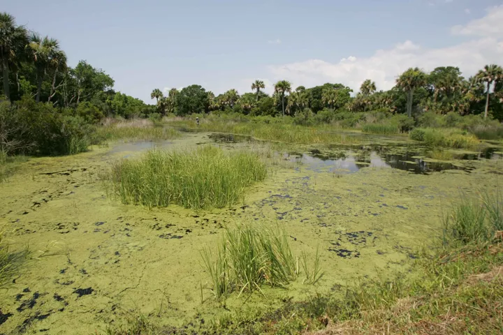 Marsh wetland landscape nature scenic